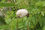 wiesenknopf  ..jpg