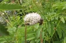 wiesenknopf  ..webp