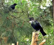Copy of Tuis 1 v.webp