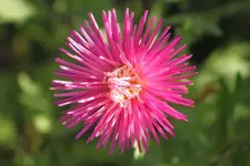 Strahlenaster.webp