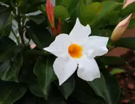 Blüte neu 15.9..webp