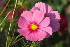 Cosmea 15.9..webp