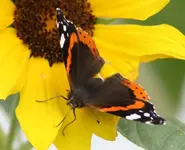 Sonnenbl. Admiral 15.9..webp