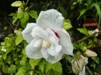 CIMG0910.webp