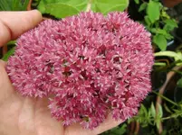 CIMG0924.webp