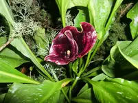 CIMG0964.webp