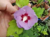 CIMG0950.webp