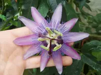 CIMG0810.webp