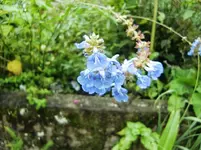CIMG0913.webp