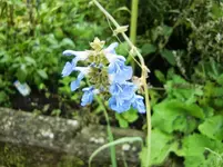 CIMG0915.webp