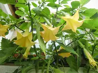 CIMG0828.webp
