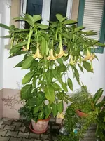CIMG0958.webp