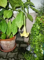 CIMG0959.webp