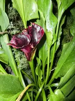 CIMG0965.webp
