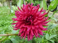 CIMG0876.webp