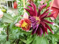 CIMG0804.webp