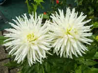 CIMG0833.webp