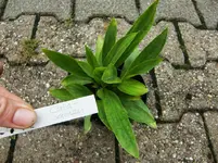 CIMG0905.webp