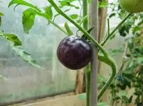 CIMG0878.webp