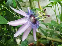 CIMG0896.webp