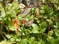 Frosch Nr.5.webp
