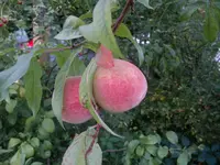 Bild 001.webp