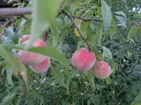 Bild 003.webp