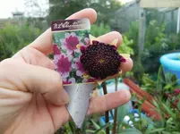 CIMG0101.webp