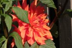 Dahlie orange 130916.jpg