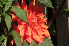 Dahlie orange 130916.webp