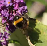 Hummel 130916.webp