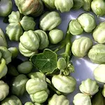 Kappu.webp