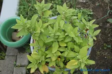 Veilchenstrauch lila.webp