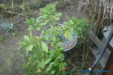 Veilchenstrauch rot.webp