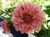 P1020315.webp