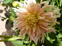 P1020319.webp