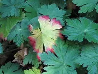 040.webp