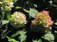 051.webp