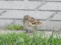 089.webp