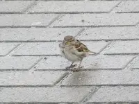 088.webp