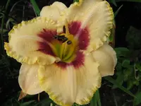 IMG_cherry candy2_1280x960.webp