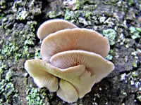 Copy of IMG_3586v.webp