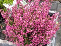 078.webp