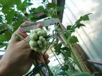 CIMG8357.webp