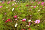 2013_0916Sommer0004 cosmeen.jpg