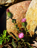 scraggy life for a thistle_900.webp