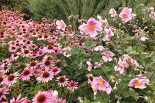 2013_0916Sommer0006.webp