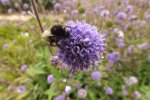 2013_0916Sommer0043.jpg