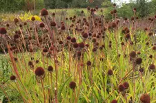 2013_0916Sommer0032.webp