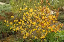 2013_0916Sommer0033.webp